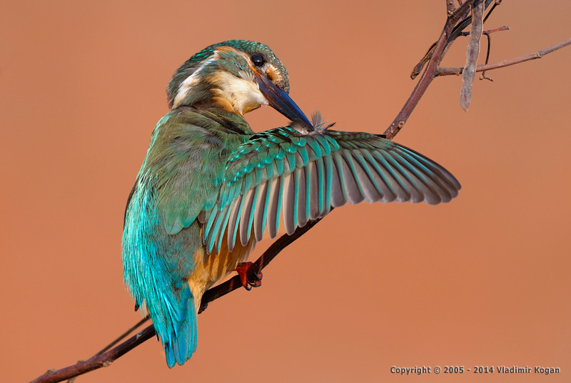 Common kingfisher