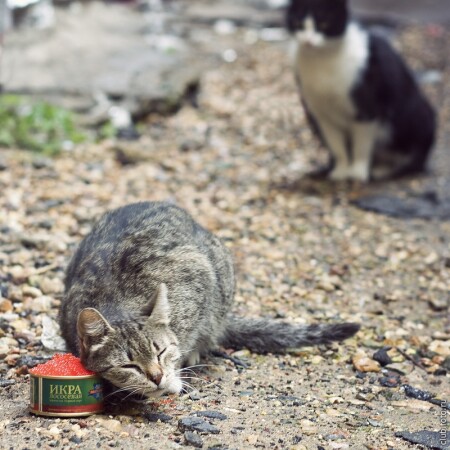 Кризис, прощай..
