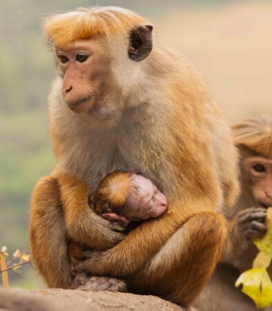 заботливая мать