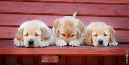 Кто не спрятался - я не виноват