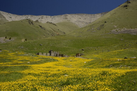 Альпийская лужайка