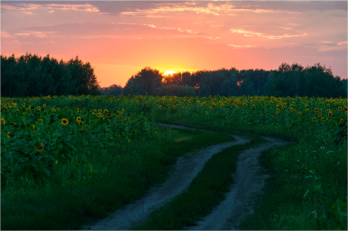 Закат в подсолнухах