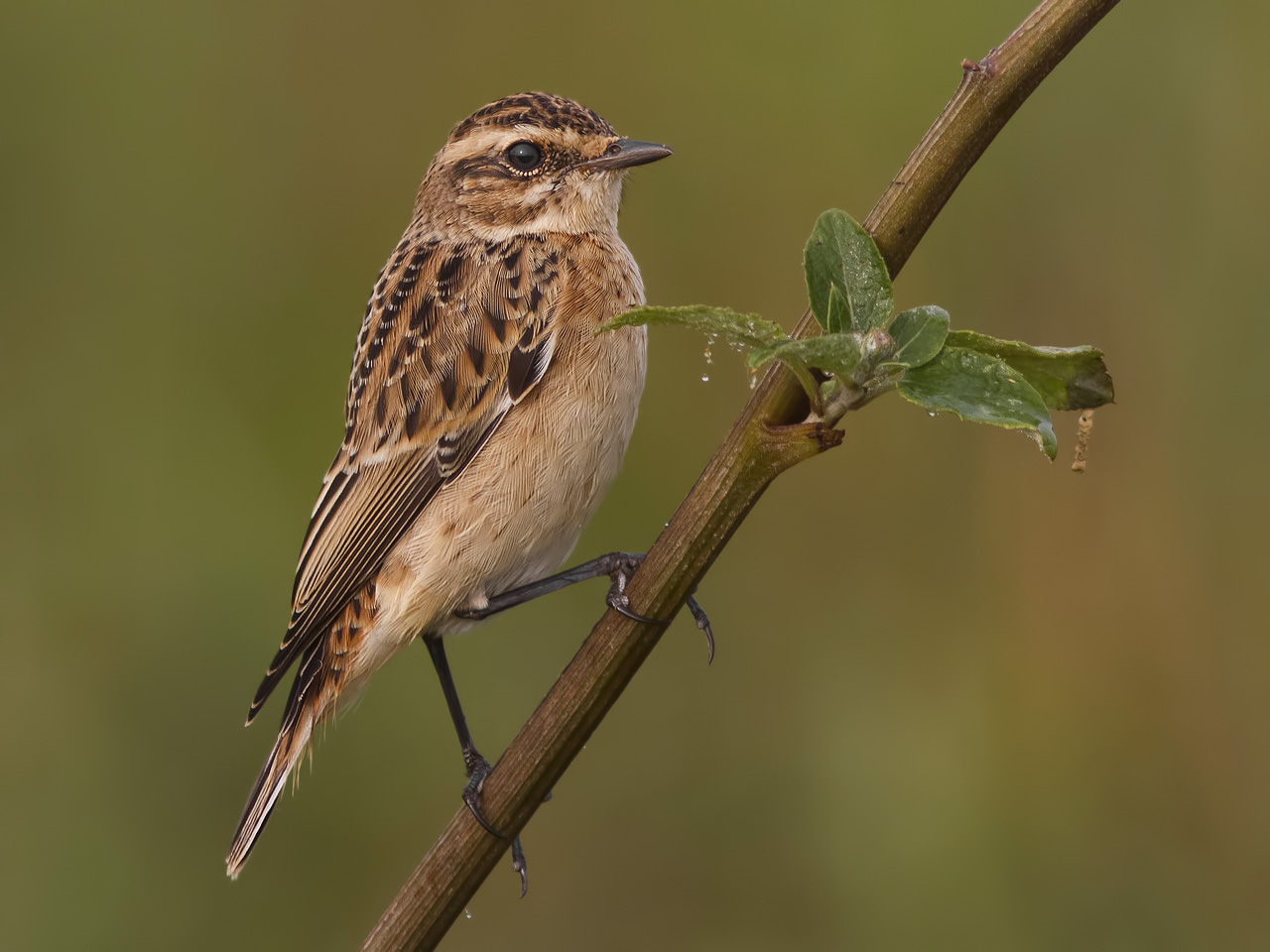 Whinchat