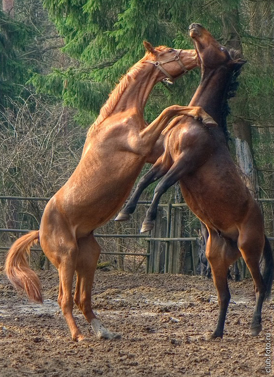 Танго