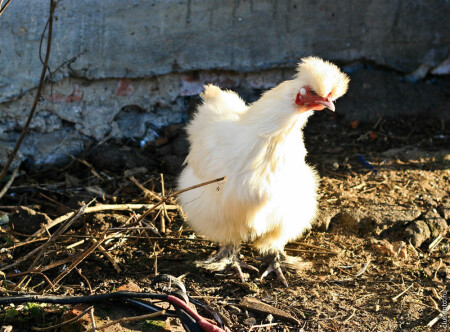 Лесная &amp;quot;Братва&amp;quot;