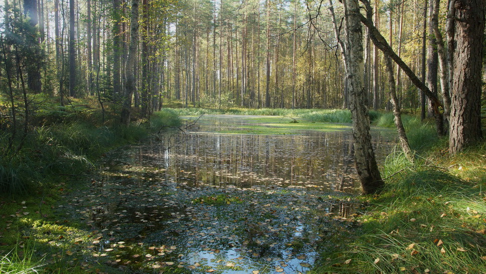 В лесах Карельского перешейка 12