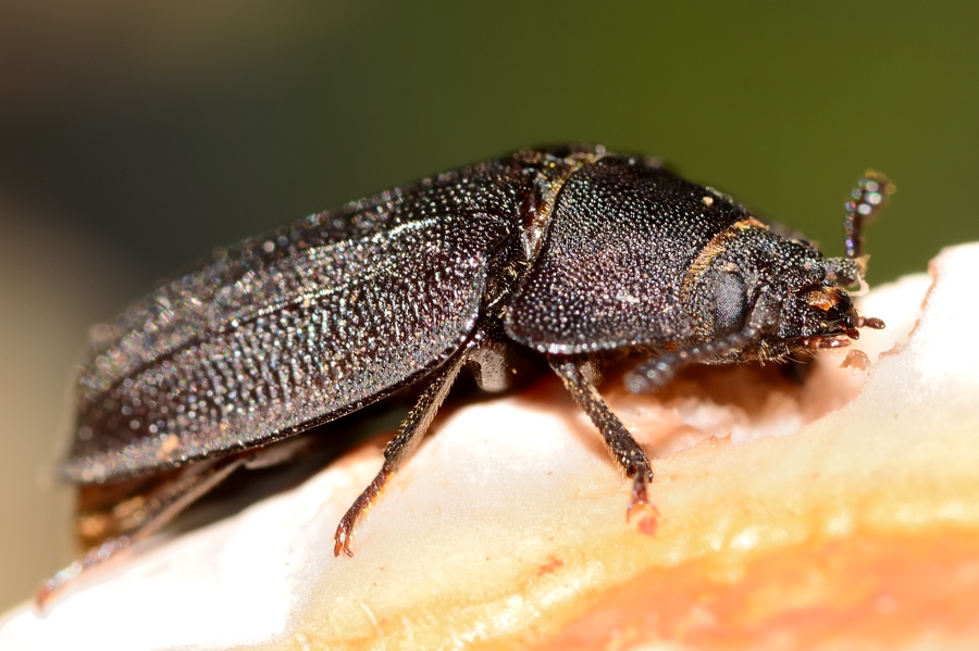 БОЛЬШАЯ ЩИТОВИДКА (Peltis grossa)