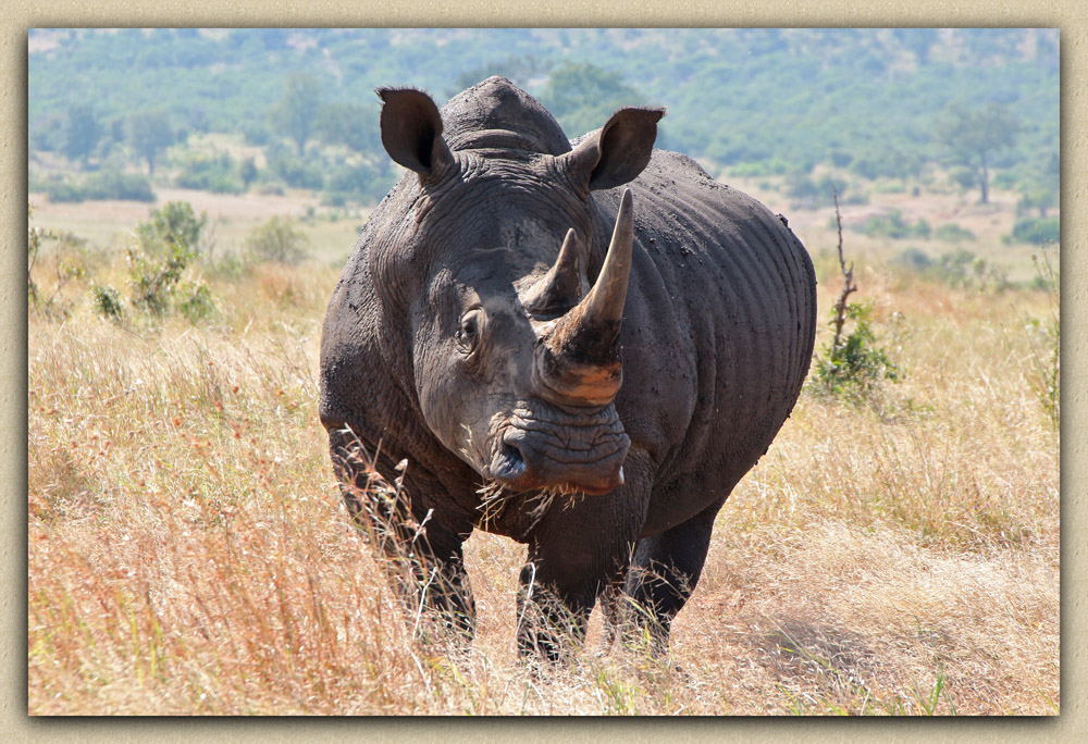 Белый носорог (Ceratotherium simum)