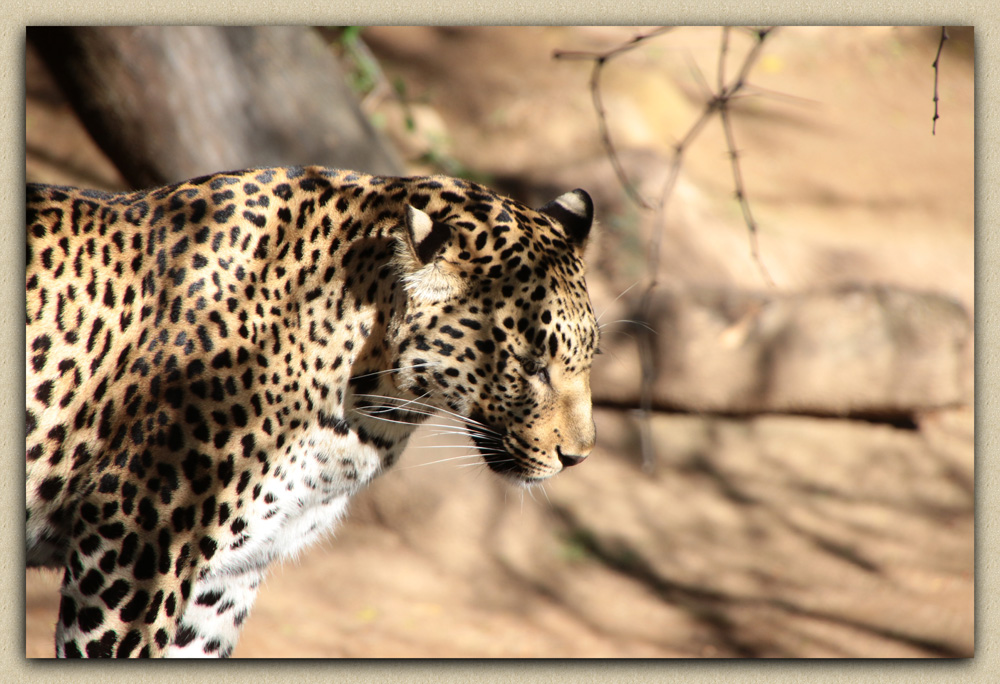 Леопард (Panthera pardus)