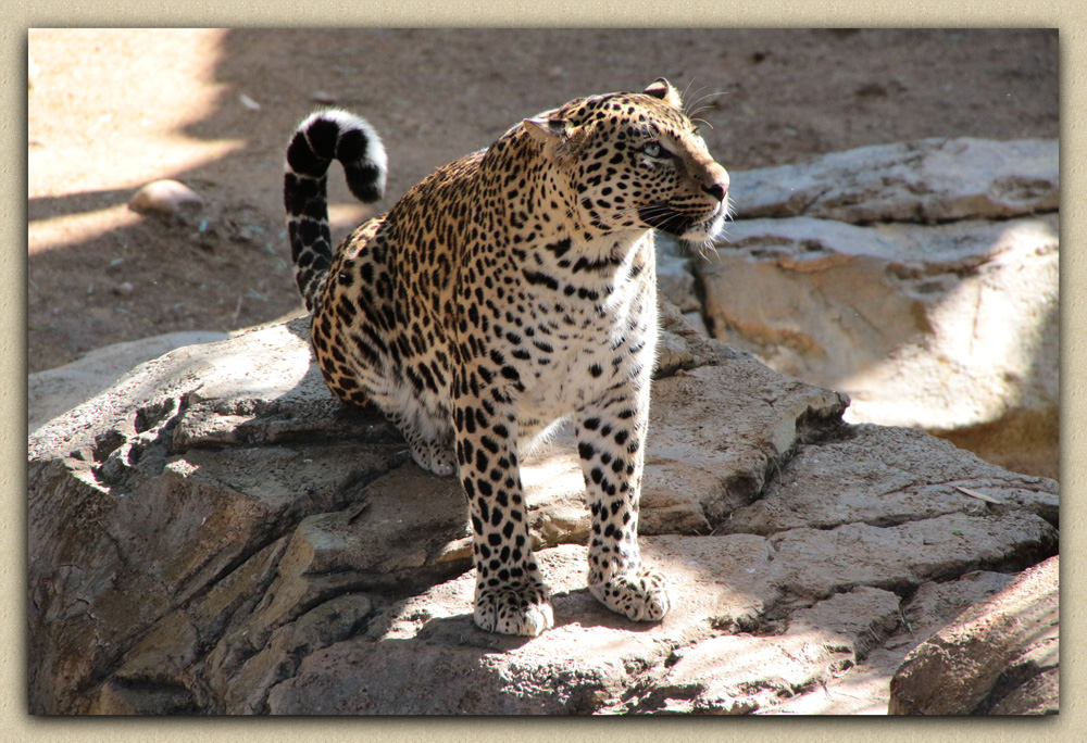 Леопард (Panthera pardus)