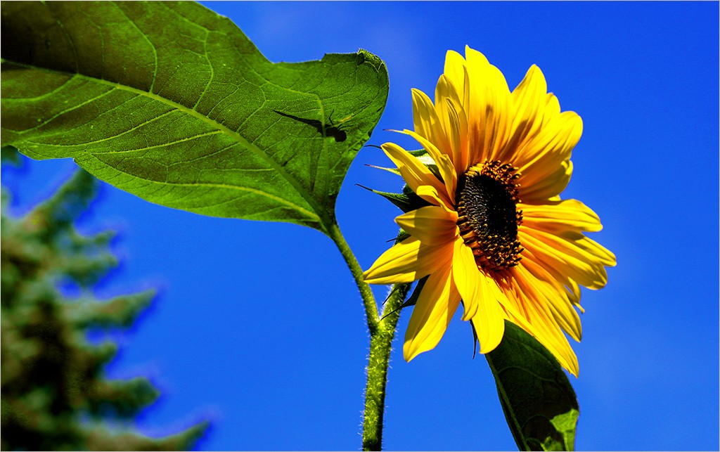 Sunflower &amp; ...