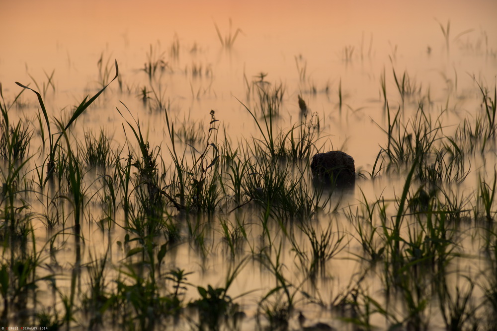 The stone in the water