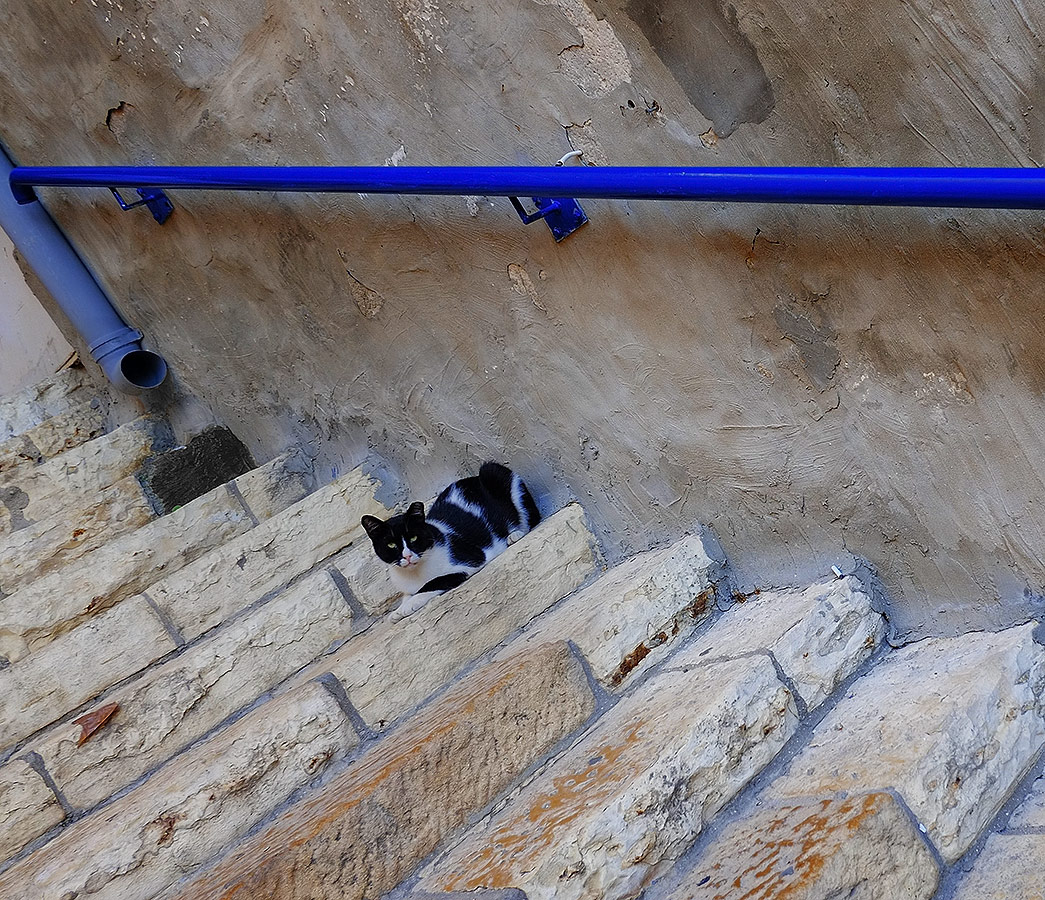 Old Jaffa (Yafo), Cat