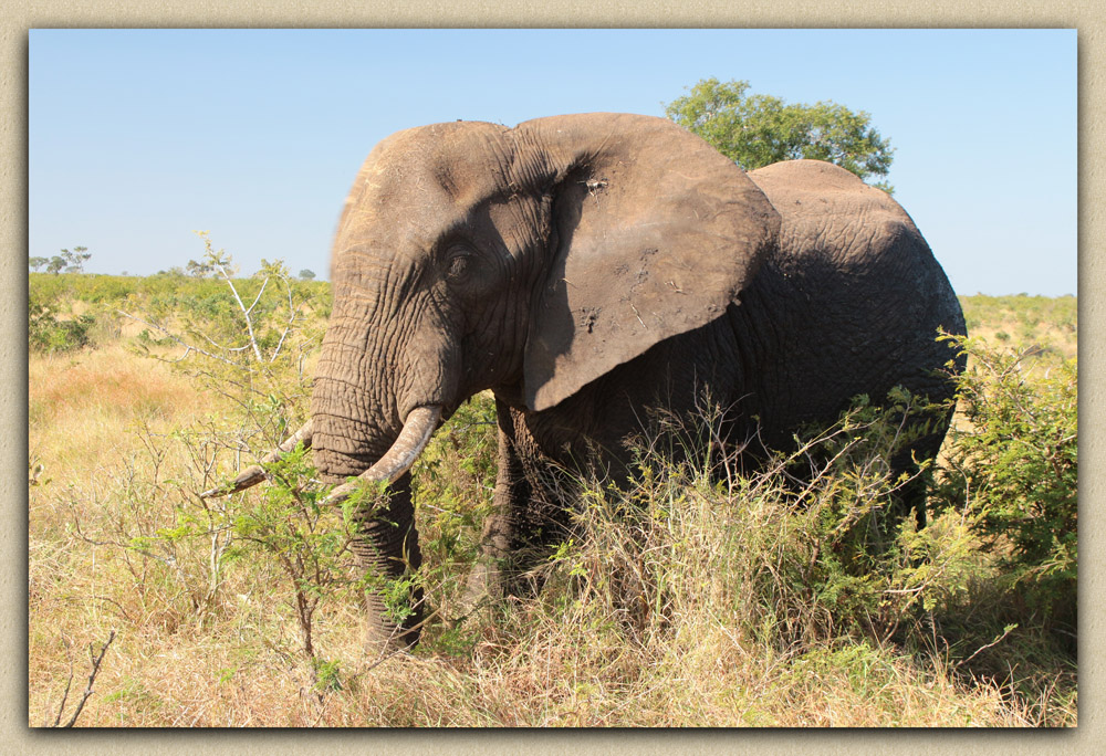 Саванный слон (Loxodonta africana)