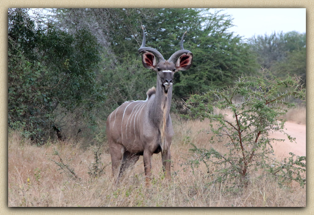 Антилопа Куду (Tragelaphus strepsiceros)