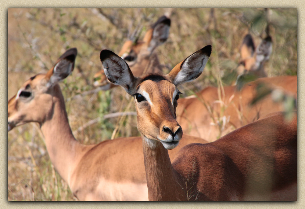 Импала (Aepyceros melampus)