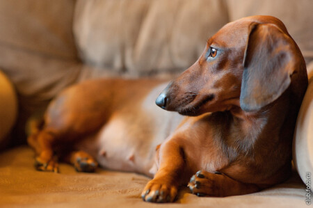 Кокетка рыжая