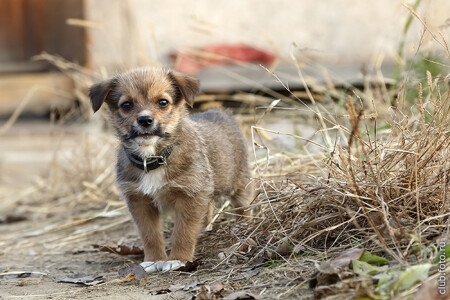 Серьёзный сторож!