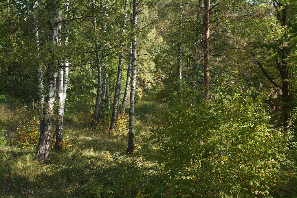 Солнечный день в парке усадьбы Абрамцево