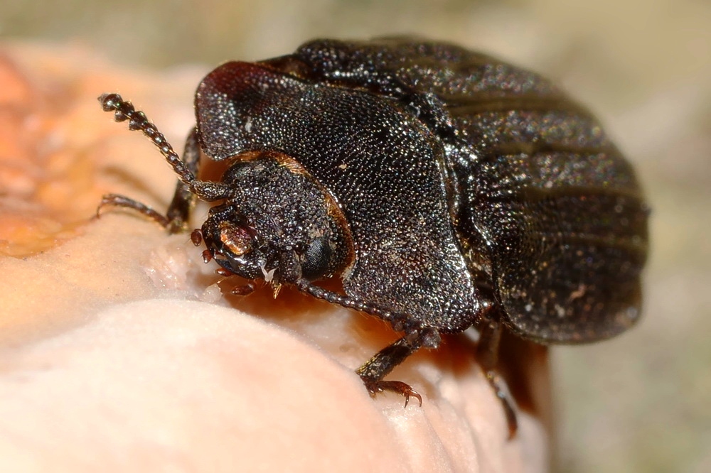 БОЛЬШАЯ ЩИТОВИДКА (Peltis grossa)