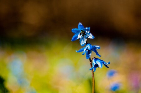 Картина маслом &amp;quot;подснежник&amp;quot;