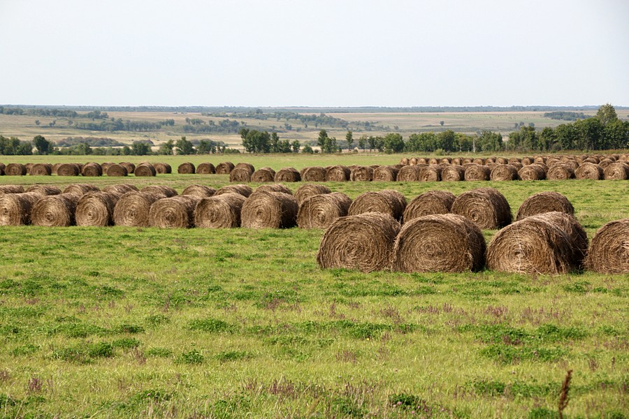 Сенокос