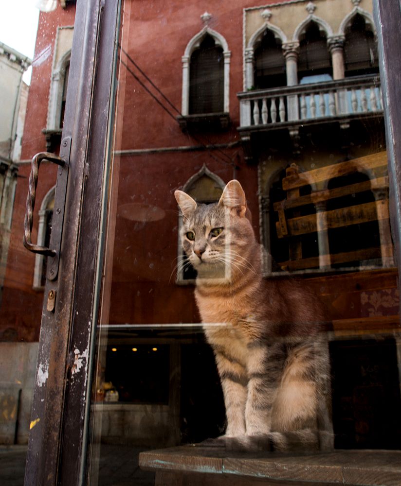 Veneziana di gatto