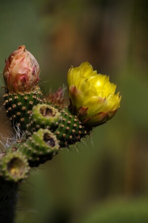 Кактус отцветает