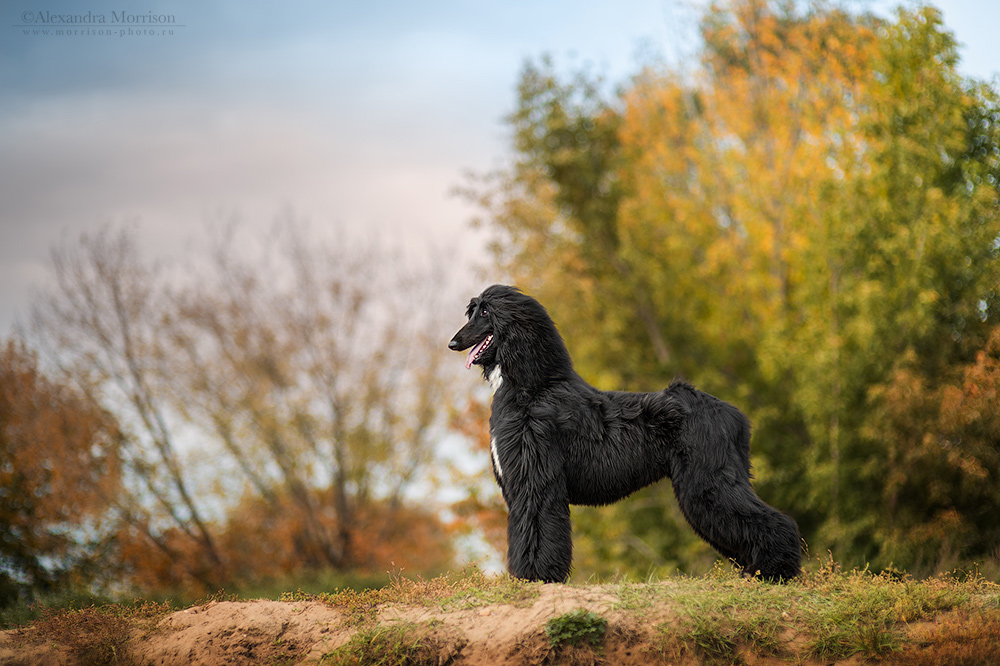 Afghan hound