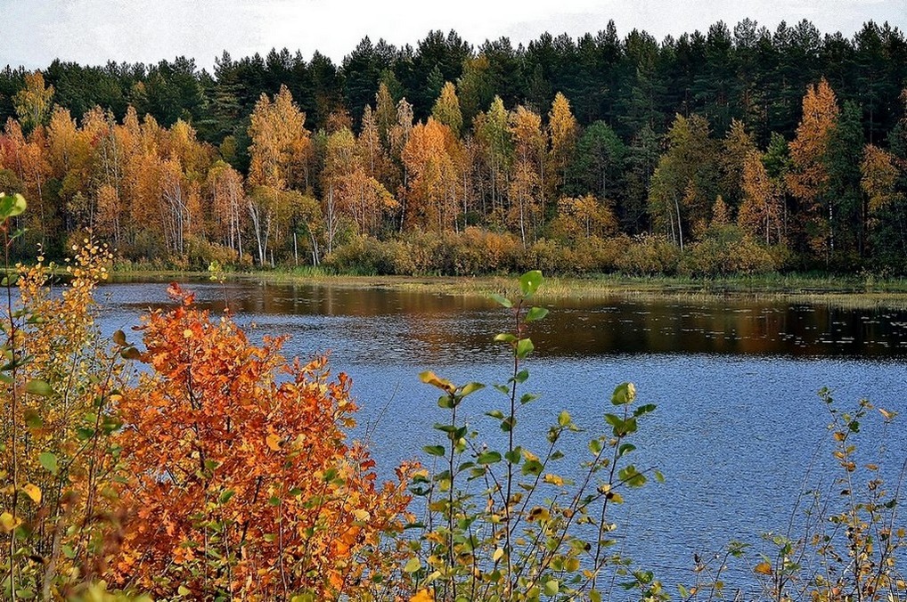 Все краски осени.