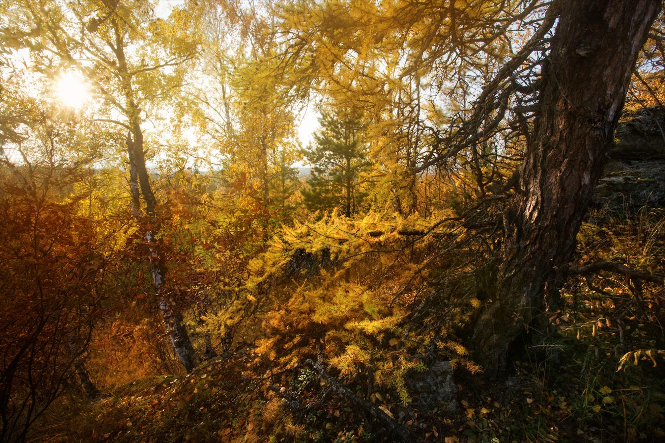 Сквозь листву