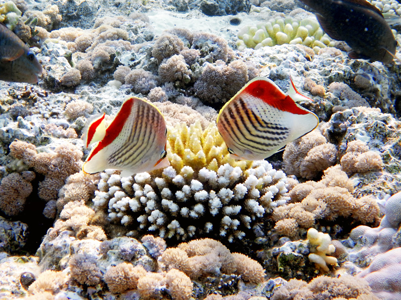 Chaetodon paucifasciatus - Crown butterflyfish - Красноспинн