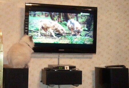 Люблю передачу &amp;quot;В мире животных&amp;quot;