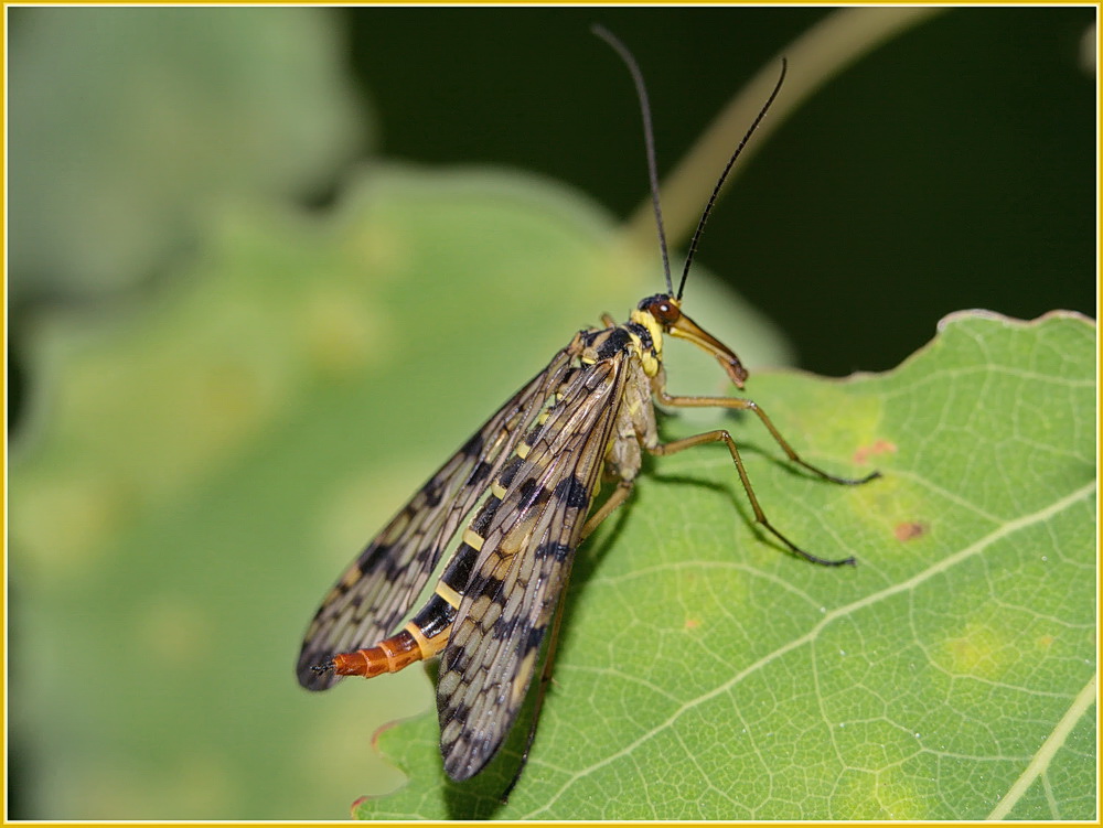 Скорпионница ( Panorpa sp.)