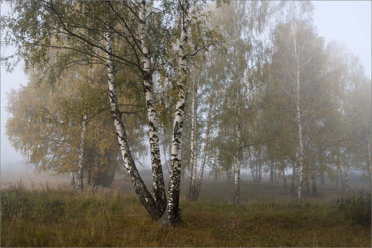 Березы Средней полосы.