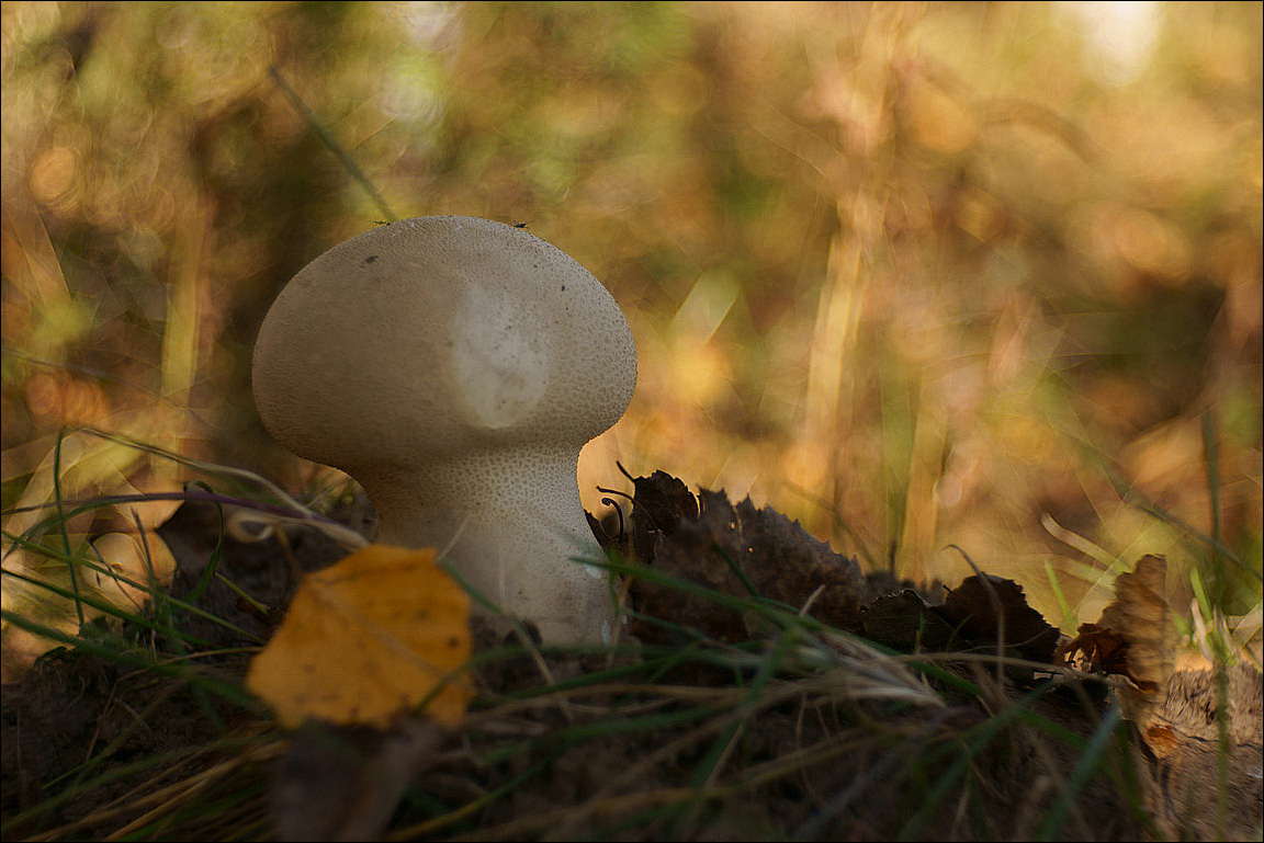 Lycoperdon perlatum