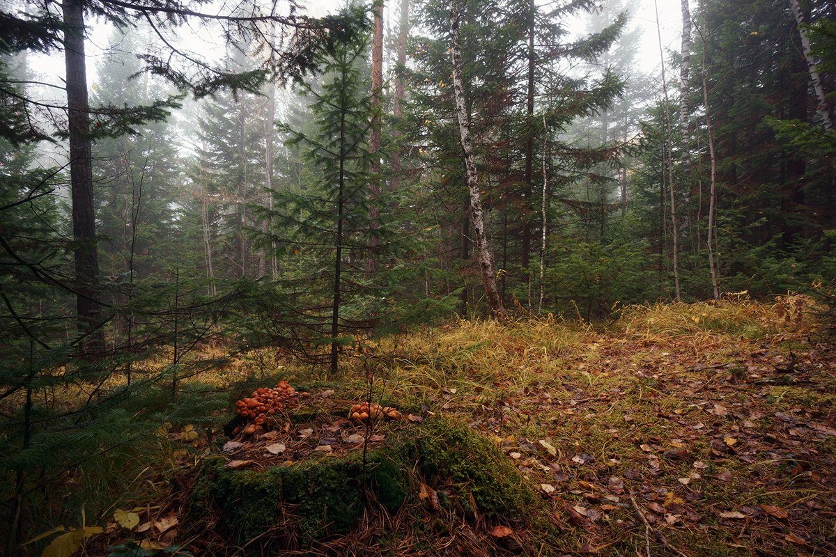 Кусочек осеннего леса