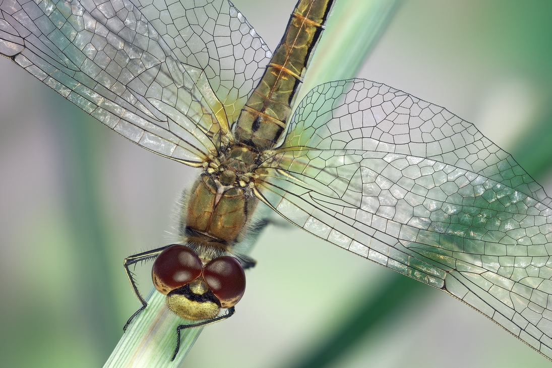 Sympetrum vulgatum