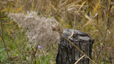 Золотой колосок