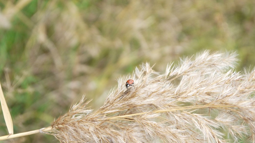 Ladybird