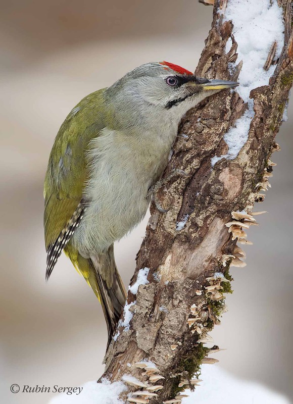 Седой дятел (самец), Picus canus