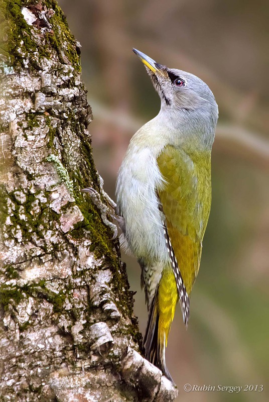 Седой дятел (самка), Picus canus