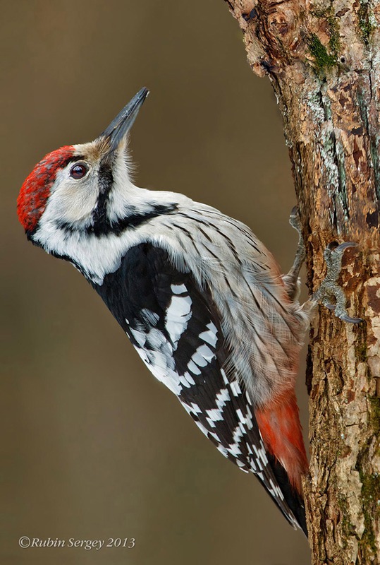 белоспинный дятел (самец), Dendrocopos leucotos