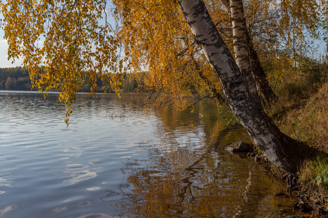 Желтоглазая осень