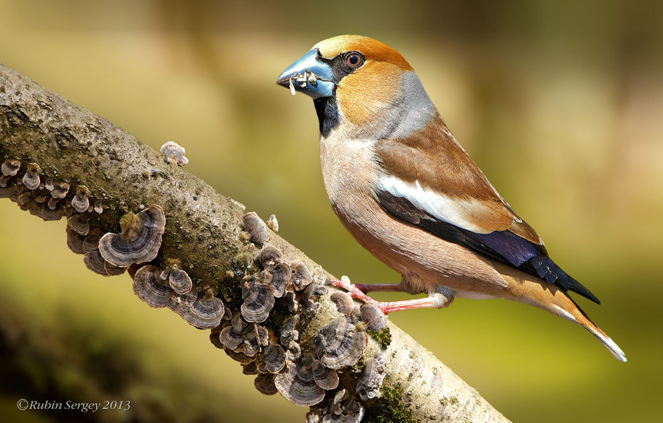 Дубонос (самец), Coccothraustes coccothraustes