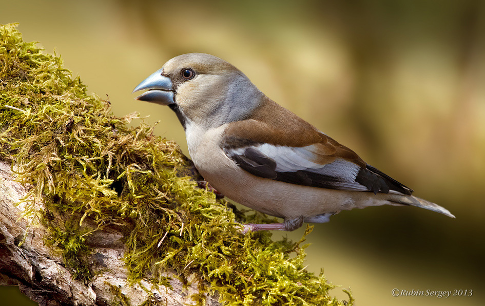 Дубонос (самка), Coccothraustes coccothraustes