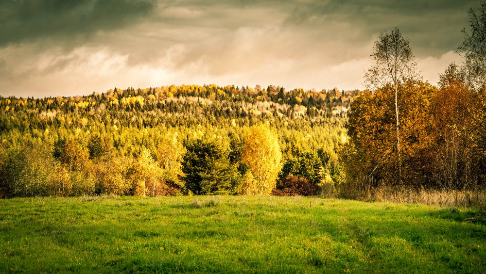 Осенний лес Карелии