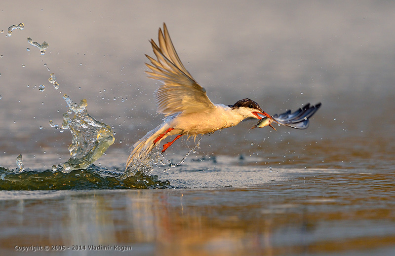 Common Tern: Catching a Fish