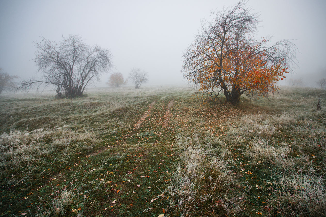 Прогулка в тумане