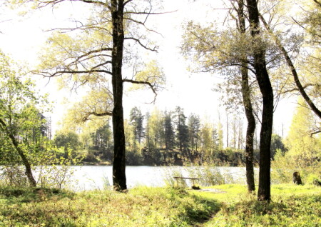 Золотая